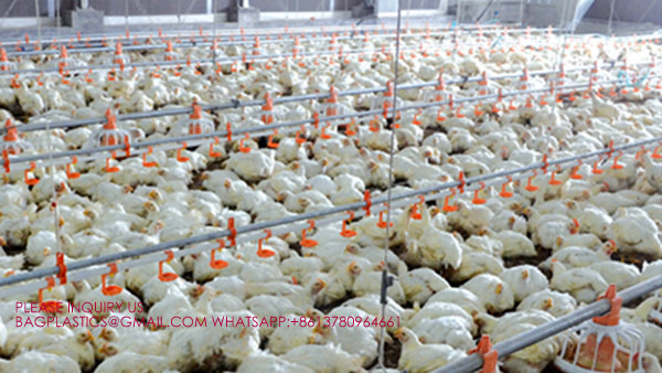 latest company case about Metal Poultry Ventilation System, wall exhaust fans with louvers , 24 inch exhaust fan with shutters  3