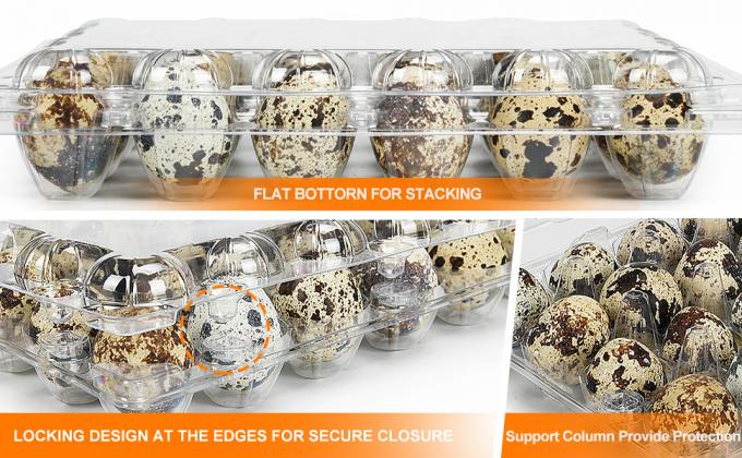 Small Plastic Egg Cartons - Clear 2 Dozen Quail Eggs Tray - Reusable Storage Holder For Small, Pheasant, Pigeon Eggs 3