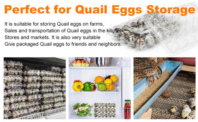 Small Plastic Egg Cartons - Clear 2 Dozen Quail Eggs Tray - Reusable Storage Holder For Small, Pheasant, Pigeon Eggs 4