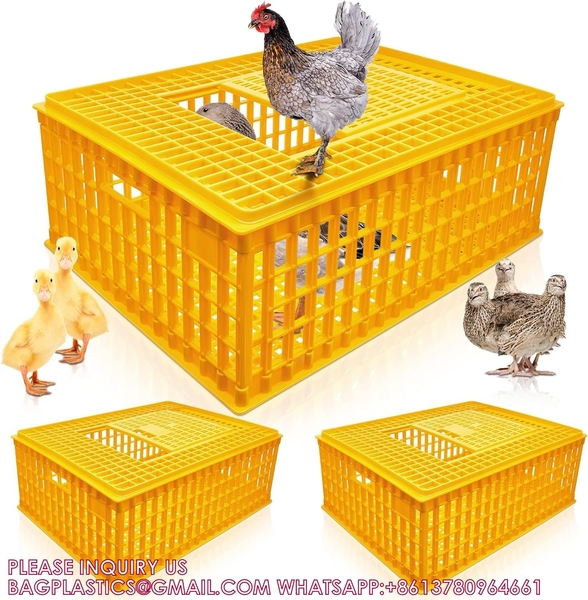 YANTAI BAGEASE POULTRY FARMING EQUIRMENT CO.,LTD manufacturer production line