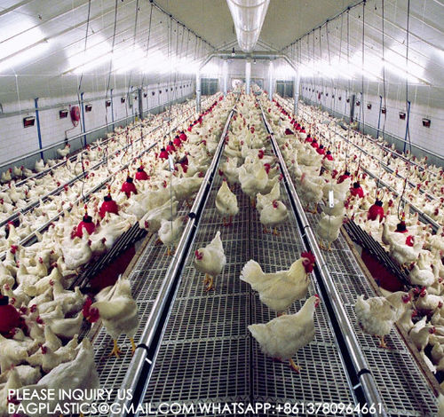 News - YANTAI BAGEASE POULTRY FARMING EQUIRMENT CO.,LTD