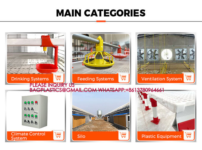 Poultry Farm High Quality Adult And Baby Chicks Poultry Slats baby chicks poultry slats 4