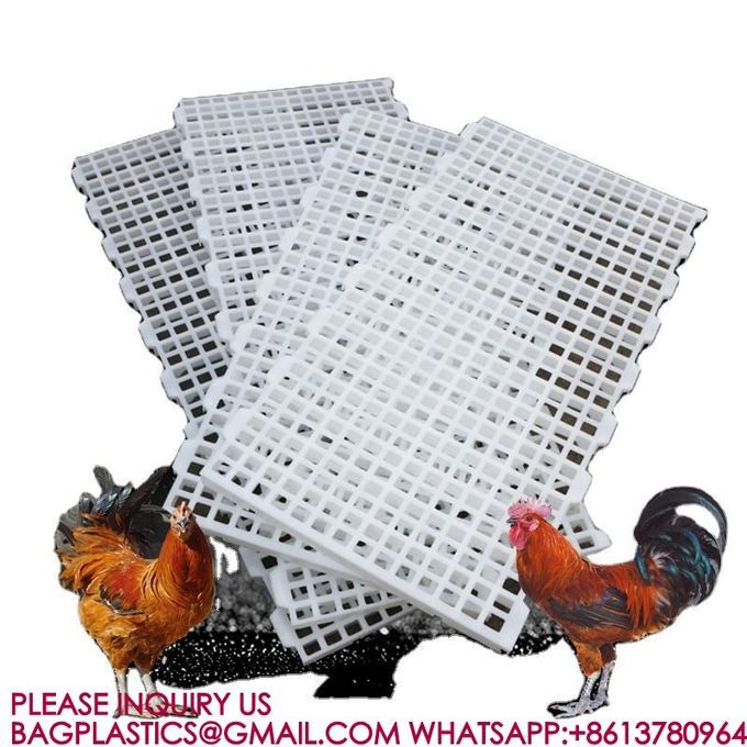 Poultry Farm High Quality Adult And Baby Chicks Poultry Slats baby chicks poultry slats 2