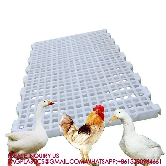 Poultry Farm High Quality Adult And Baby Chicks Poultry Slats baby chicks poultry slats 0
