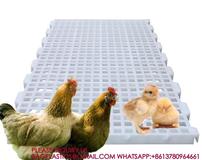 Poultry Farm High Quality Adult And Baby Chicks Poultry Slats baby chicks poultry slats 1
