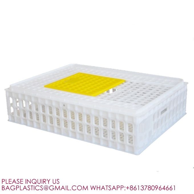 latest company news about 8-10 Chickens Poultry Carrier Crate Pp For Transportation  1