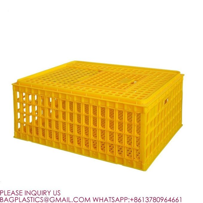 latest company news about 8-10 Chickens Poultry Carrier Crate Pp For Transportation  3