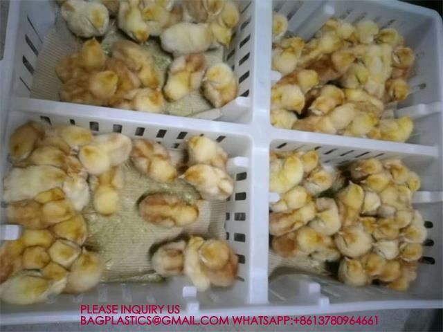 sustainable white chicken cage 680*490*160mm Virgin PP Transportation Chicken Cage 6
